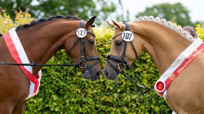 westfaelisches pferdestammbuch derby community teaserbild